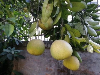 Honigpomelo am Baum