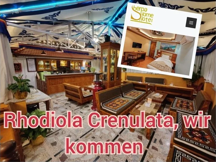 Rhodiola Crenulata, wir kommen