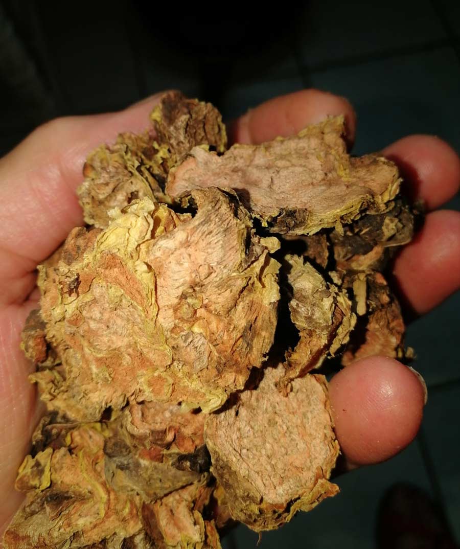 Rhodiola Crenulata Knolle